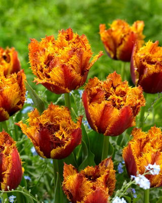 Tulip Bastia - iso paketti! - 50 kpl - 
