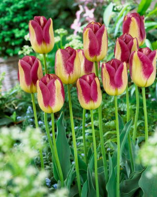 Tulip Boston - large package! - 50 pcs