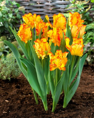 Tulip Caribbean Papagal - pachet mare! - 50 buc.