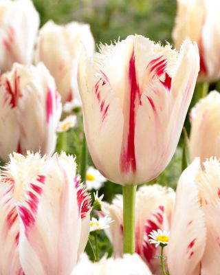 Tulipan 'Carrousel' - stor pakke - 50 stk.