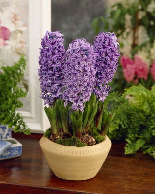 Lilla blomster hyacint - 9 stk.