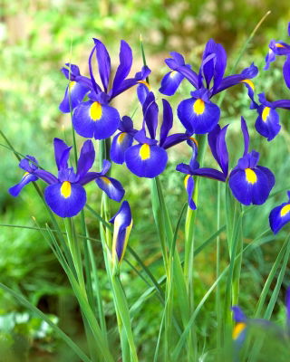 Hollandsk iris - Saphire Beauty - økonomipakke! - 100 stk.