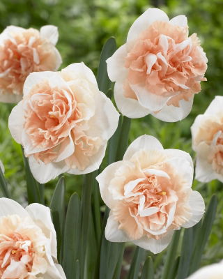 Doppio fiore narciso Fiore Sorpresa - confezione grande! - 50 pz