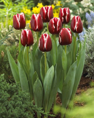 Tulpe 'Armani' - großes Paket - 50 Stück