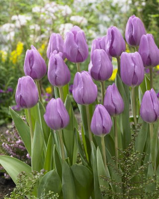 Tulip 'Alibi' - large package - 50 pcs