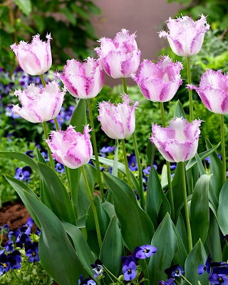 Tulip Aria Card - large package! - 50 pcs