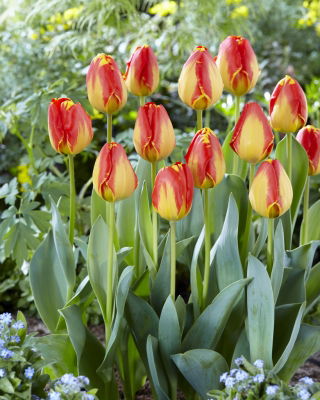 'Banja Luka' tulip - large package - 50 pcs