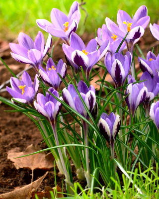 Crocus Spring Beauty - confezione grande! - 100 pz