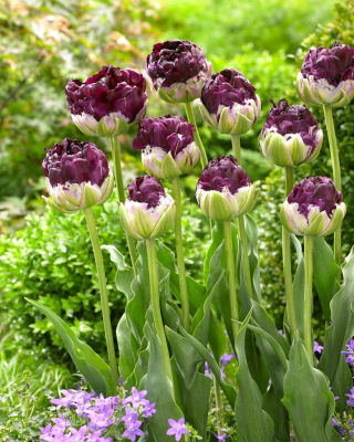 Tulip Wow - 5 Stk