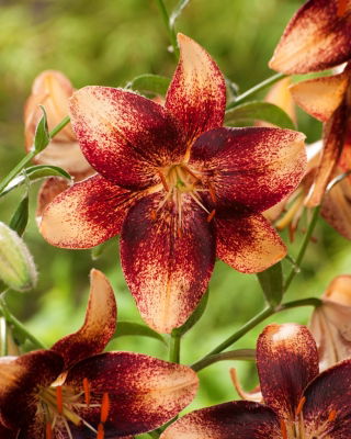Lily - 'Chocolate Event' - großes Paket - 10 Stück
