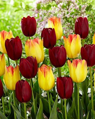 Set of 2 tulip varieties 'Suncatcher' + 'National Velvet' - 50 pcs