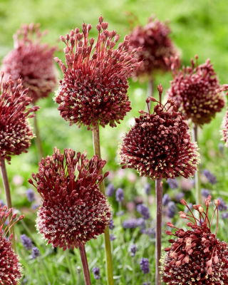 Zierzwiebel Red Mohican - große Packung - 10 Stück