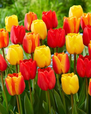 Apeldoorn' - yellow and red set of 3 tulip varieties - 45 pcs