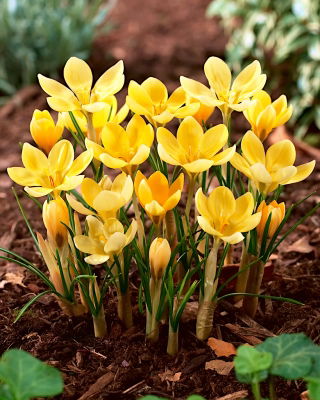 Crocus Romance - แพ็คเกจใหญ่! - 100 ชิ้น - 