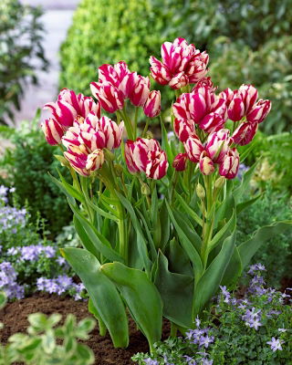 Tulip 'Flaming Club' - großes Paket - 50 Stück