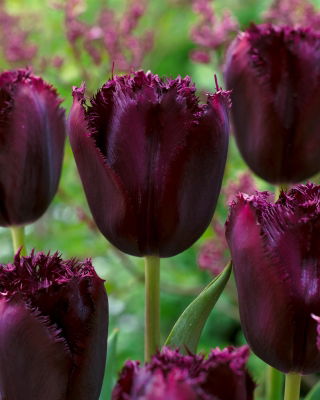 Tulip 'Cuban Night' - large package - 50 pcs