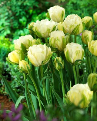 Tulip 'Maureen Double' - large package - 50 pcs