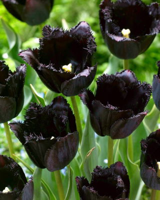 Tulip 'Fringed Black' - pacote grande - 50 pcs.