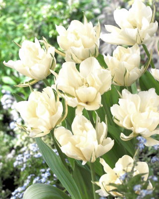 Tulip 'Exotic Emperor' - large package - 50 pcs