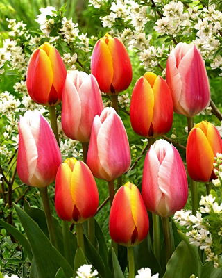 Set di 2 varietà di tulipani bianco-rosa e rosso-giallo - 50 pz