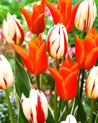Ballerina + Carnaval de Rio tulpenset - 50 st - 