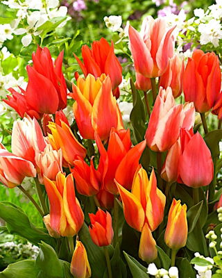 Canada mix - Set of 3 tulip varieties - 45 pcs