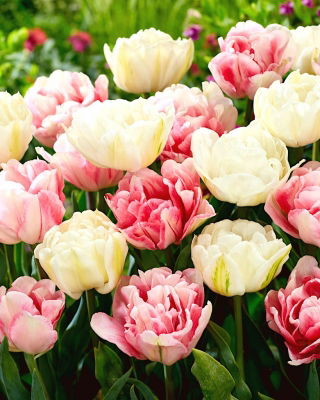 Set of 2 tulip varieties 'Foxtrot' + 'Mount Tacoma' - 50 pcs