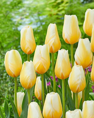 Tulpė 'Lemon Chiffon' - didelė pakuotė - 50 vnt.
