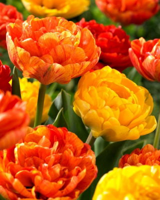 Set of 2 tulip varieties 'Sun Lover' + 'Yellow Pomponette' - 50 pcs