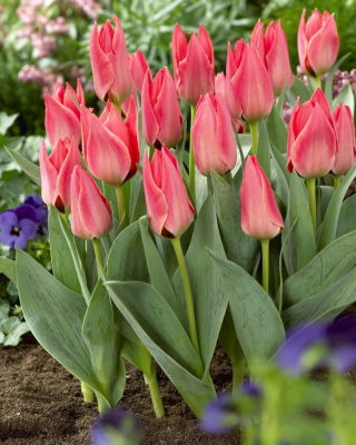 Low-growing tulip - Greigii pink - large package - 50 pcs