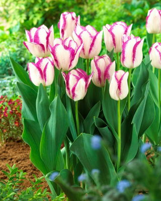 Tulip Affaire - large package! - 50 pcs