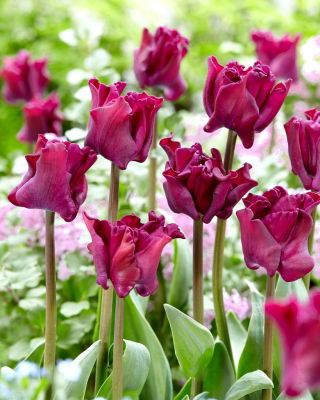 Tulipa Negrete Crown '- pacote grande - 50 pcs.