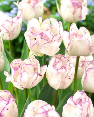 Tulip 'Shirley Double' - large package - 50 pcs