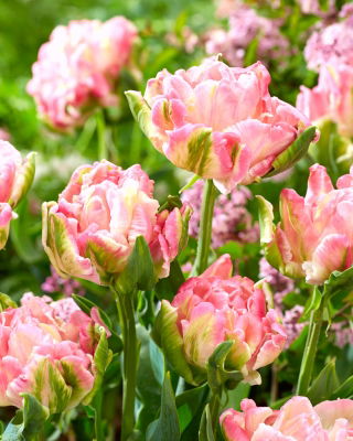 Tulipano 'Star Of Parrots' - confezione grande - 50 pz