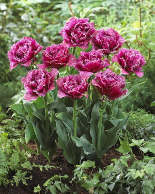 Fringe (Crispa) tulipano - 'Mascotte' - confezione grande - 50 pz