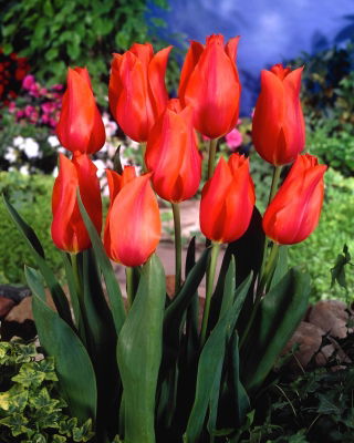 Tulip 'Temple of Beauty' - large package - 50 pcs