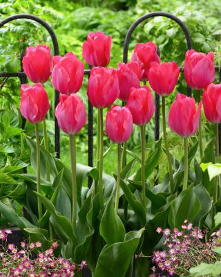 Tulip 'Van Eijk' - paquete grande - 50 piezas