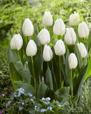 Tulipan 'White Prince' - stor pakke - 50 stk.