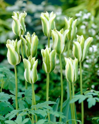 Tulip 'Spring Green' - large package - 50 pcs