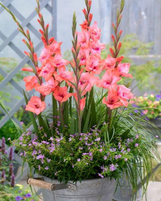Gladiolus 'Whitney' - 5 bulbos