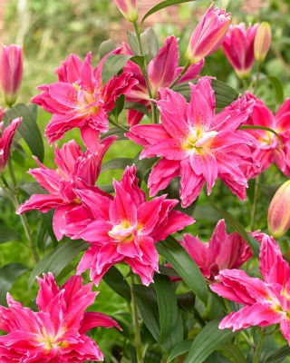 Double flowered oriental lily - Roselily Julia -  heavenly aroma!