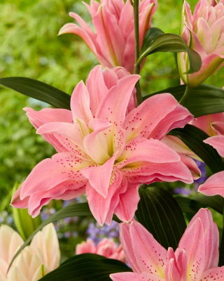 Dubbel orientalisk lilja 'Roselily Patricia' - vacker doft!