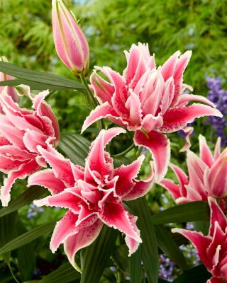 Double oriental lily 'Roselily Lorena' - beautiful fragrance!