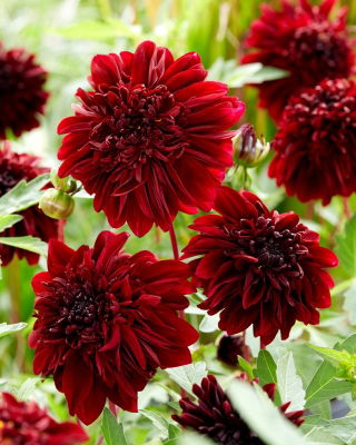 Dahlia - Soulman - flor de anémona