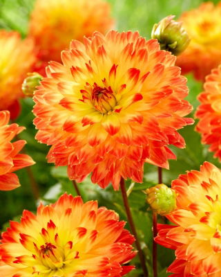 Dahlia - Procyon