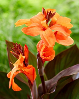 Canna lily - Happy Wilma