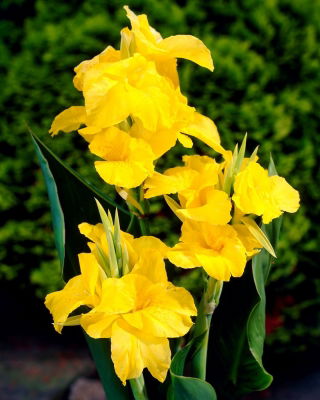 Canna-lelie - Richard Wallace - 