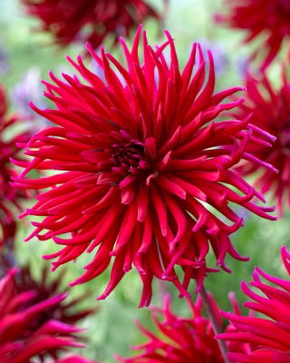 Dahlia - Apache Blue - fimbriato