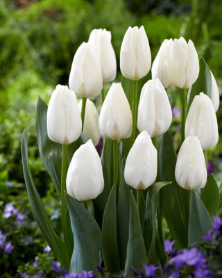 Tulipán "capa de hielo" - 50 bulbos