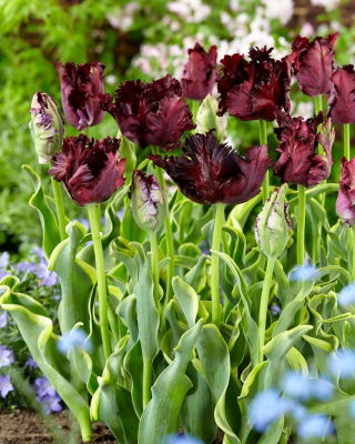 Tulp &quot;Frozen Night&quot; - 50 bollen - 